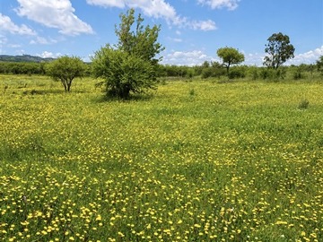 Venta / Parcela / San Javier de Loncomilla