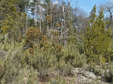 Parcela en venta en La Puntilla de San Juan / Región Ñuble, Coihueco