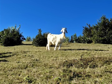 Parcela en venta en Parcelas a 12 km del centro de Lanco, Lanco
