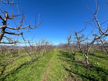 Terreno Agricola en venta en Predio Agricola 5 Ha en Venta - Palquibudi