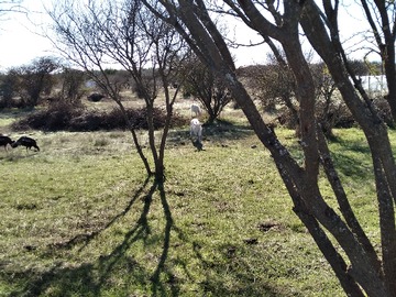 Terreno en venta en Ruta los Conquistadores Quella, San Javier de Loncomilla