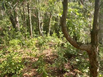Venta / Terreno Agricola / Longaví