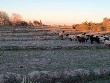 Sitio en venta en Fundo el recreo, Linares