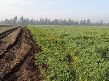 Terreno en venta en Venta de terrenos a inversionistas, lampa, Lampa