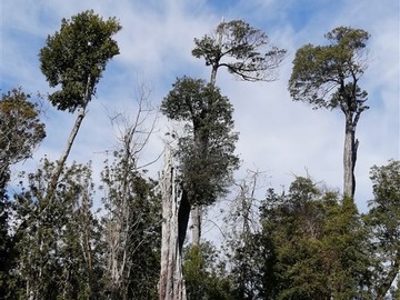 Sitio en venta en Hueyusca, pasado estero la Plata a la derecha, Purranque
