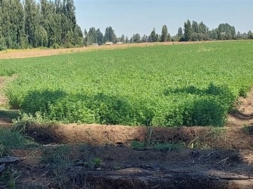 Terreno Agricola en venta en Gran Oportunidad Se Vende Campo Agrícola 18 hec en el Sector el Retiro Talca, Retiro
