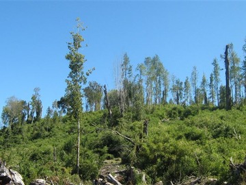 Terreno Agricola en venta en Ruta 5, kilómetro 4, Chepu, Ancud
