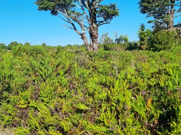 Terreno en venta en San Antonio de Huelden, de recta Chacao (ruta 5 sur), Ancud