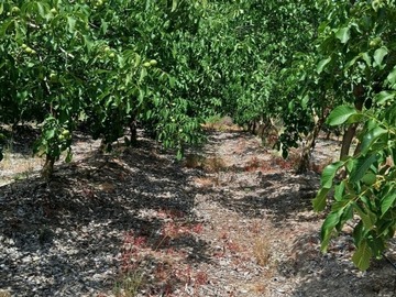 Parcela en venta en Parcela con casa 5 hectareas ,plantacion de nogales 6350 uf, Retiro - 4 dormitorios, 2 baños
