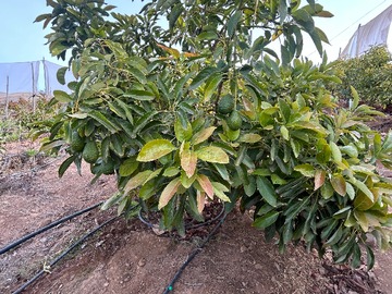 Venta / Parcela / Ovalle
