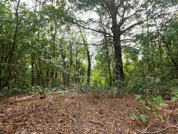 Terreno en venta en Vende Predio San Fabian, Naturaleza Plena (78894), San Fabián