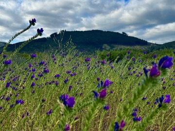 Terreno Agricola en venta en Ruta los conquistadores, San Javier de Loncomilla