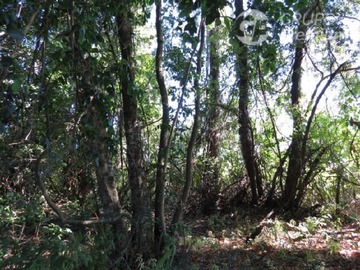 Parcela en venta en Parcela Sector Catemu PC 43 ruta 199, Freire
