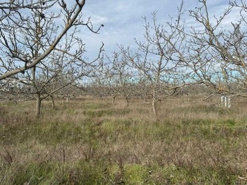Terreno en venta en Parcela con nogales en quillon Bulnes (171339), Bulnes