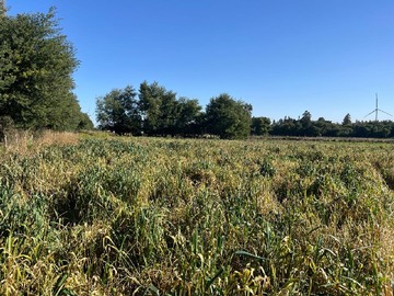 Venta / Terreno Agricola / Los Ángeles