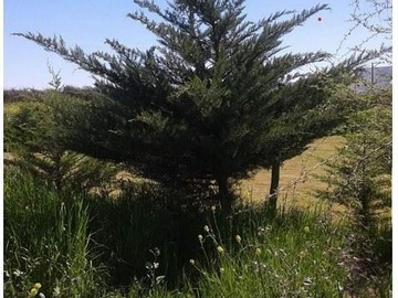 Terreno Agricola en venta en San Pedro de Melipilla,cruce Las Arañas-, Melipilla