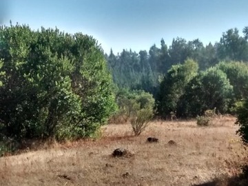 Venta / Parcela / Nacimiento