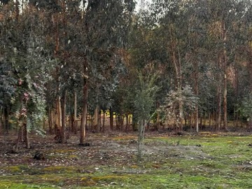 Venta / Terreno / Florida