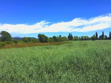 Venta / Parcela / Longaví