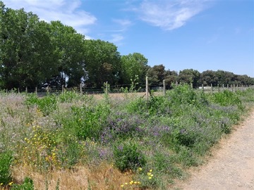 Parcela en venta en Pelarco, Los Gomeros, sector La Isla, Pelarco
