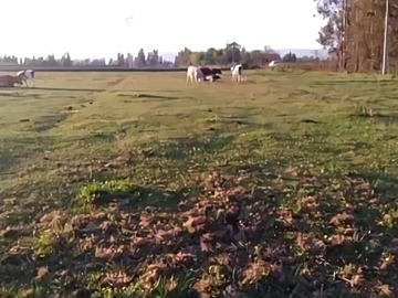 Sitio en venta en Campo Nuevo 4, Chimbarongo