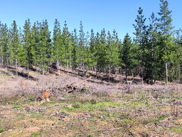 Venta / Terreno / Ninhue