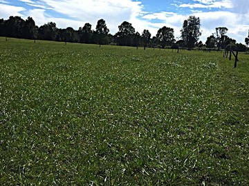Terreno en venta en Vendo Terreno Laguna Bonita/Los Lagos (114942), Puerto Octay