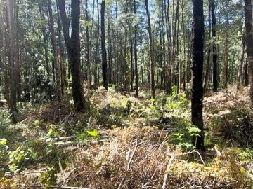 Terreno en venta en Venta Parcela Villarrica Pino Huacho (173834), Villarrica