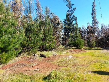 Terreno en venta en Parcela Plana 5.000 m² en Cholchol (172581), Cholchol