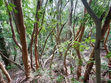 Terreno en venta en Vende Terreno San Fabian, Naturaleza Viva (78894), San Fabián