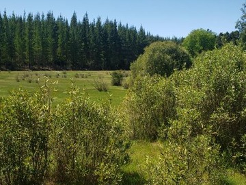 Parcela en venta en Camino Hotel Villa Baviera - Camino Catillo, Parral
