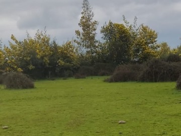 Terreno en venta en León Bustos, Linares