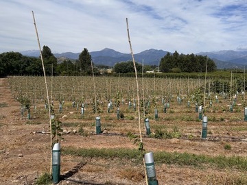Terreno Agricola en venta en Curicó, Curicó