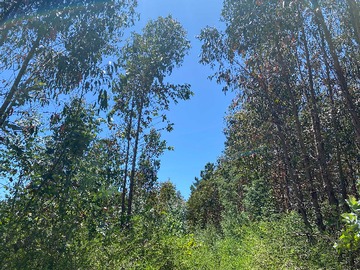 Terreno en venta en Curanipe / Cerros Pelados / 2 terrenos (80337), Pelluhue