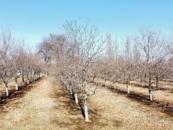 Terreno Agricola en venta en Camino Cartago, comuna de Pemuco, Pemuco