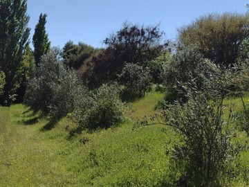 Parcela en venta en Sector quinchamalí, Chillán