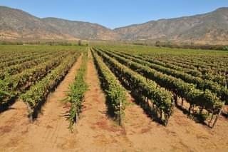 Terreno Agricola en venta en Acevedo, Isla de Maipo