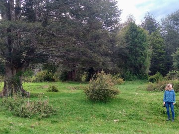 Terreno en venta en Riñinahue, sector Los Venados, Lago Ranco