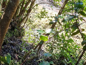 Terreno en venta en Hermosa parcela en Cudico (168935), Villarrica