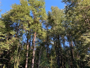 Terreno Agricola en venta en 57 Hectáreas cercano a Ensenada, Puerto Varas