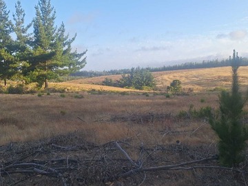 Terreno Agricola en venta en Magnifico predio agricola proyecto paltos (148383), Pichilemu