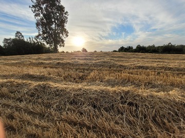 Parcela en venta en Cuarta Faja, Pitrufquén, Araucanía 4950000, Chile, Pitrufquén
