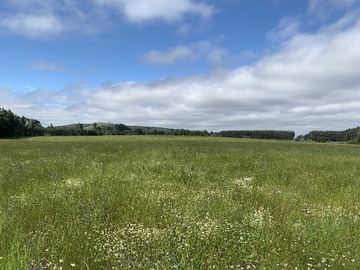 Terreno Agricola en venta en Venta Campo Orilla Ruta 5 (71935), Mulchén