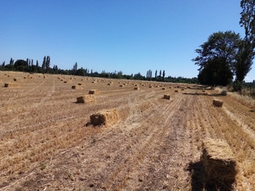 Parcela en venta en Sector Unión Cancha El Álamo - Camino Las Mariposas, Coihueco