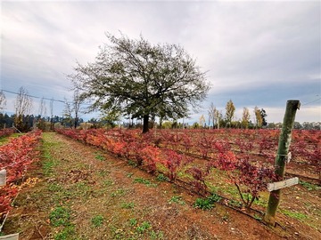 Venta / Terreno Agricola / San Clemente