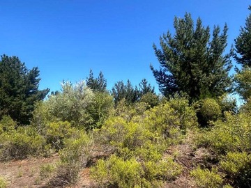 Terreno en venta en Parcela en Hualqui a pasos de bus (146113), Hualqui