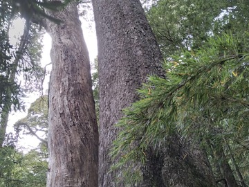 Terreno Forestal en venta en Ruta s-533, Cunco
