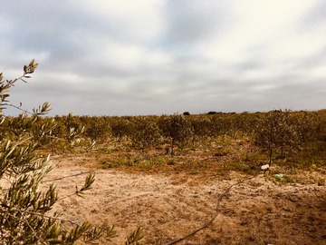 Terreno en venta en Terreno en Los Choros (169615), La Higuera