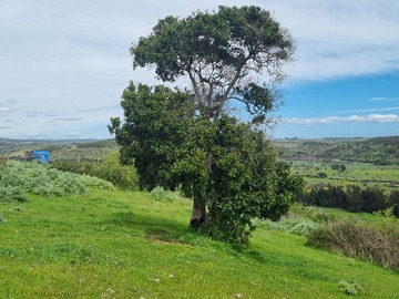 Terreno Agricola en venta en El Convento, camino Las Viñas, Santo Domingo
