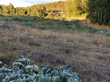 Terreno en venta en Se Vende Terreno de 1, 9 Hectareas en Purranque (Sector Hueyusca)
